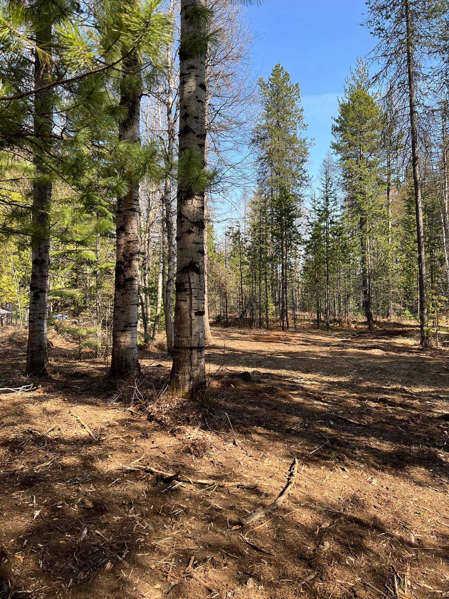 Cleared forest floor with standing trees after land work